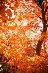 紅葉