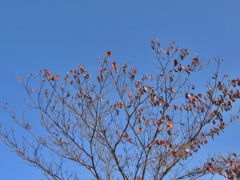 blue sky blue winter