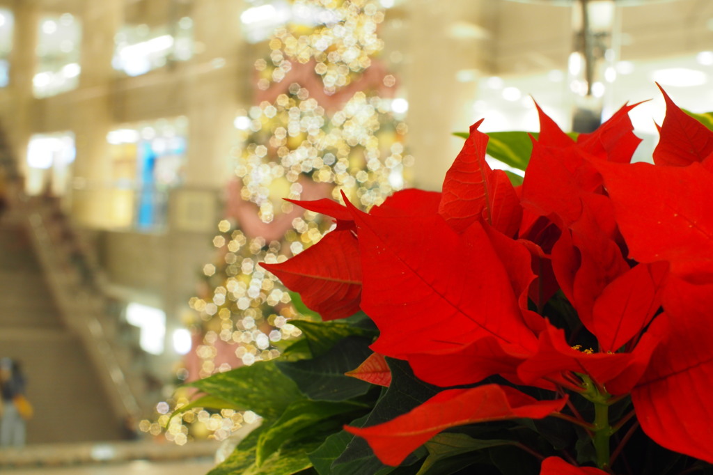 街はもうＸマス