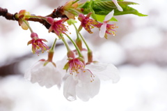 桜蘂降る
