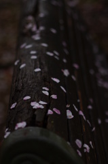 桜模様