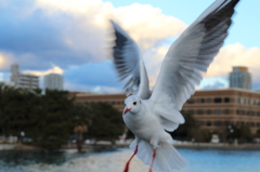 大濠公園2