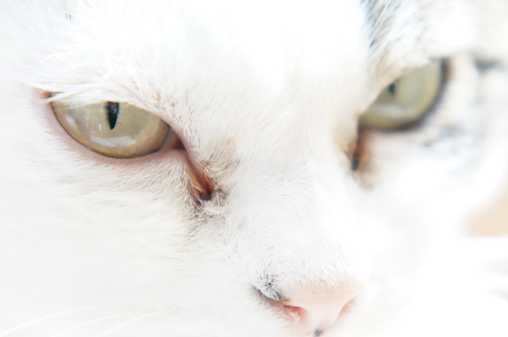 眼光
