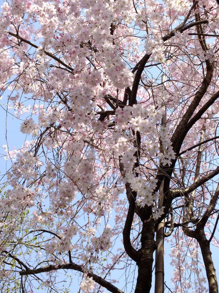 ...ふぁーと　京都御苑の桜