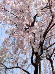 ...ふぁーと　京都御苑の桜