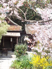 美しき京都御苑...