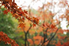 雨に打たれて