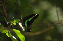 葉上の騎士アオスジアゲハ