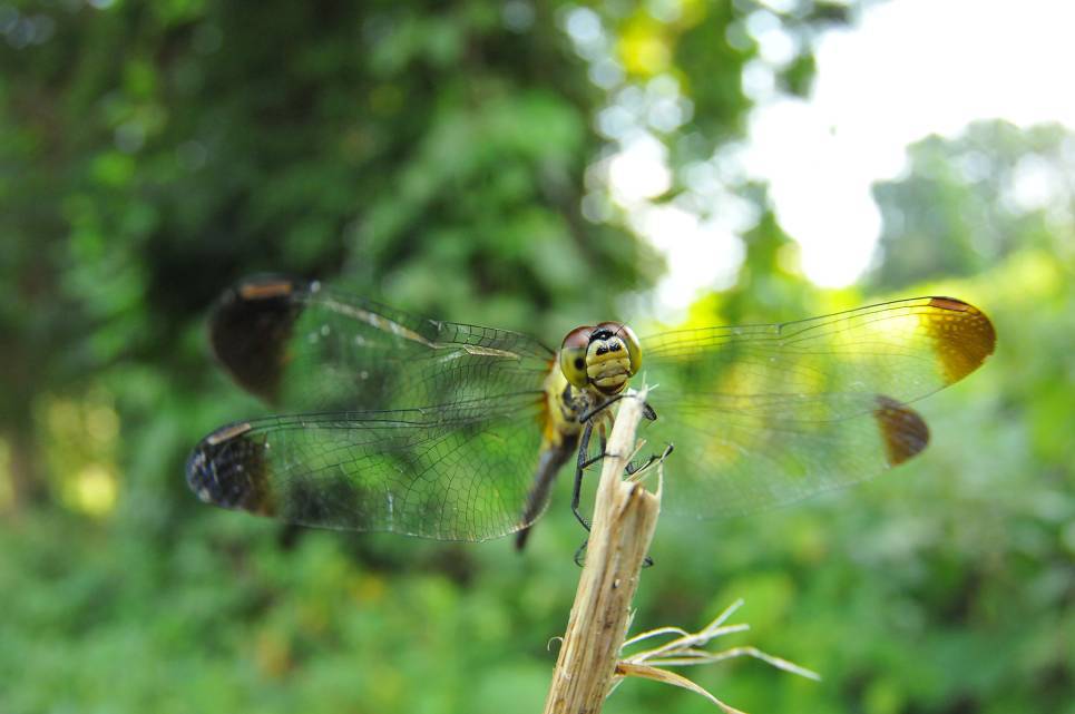 マユタテアカネ♀
