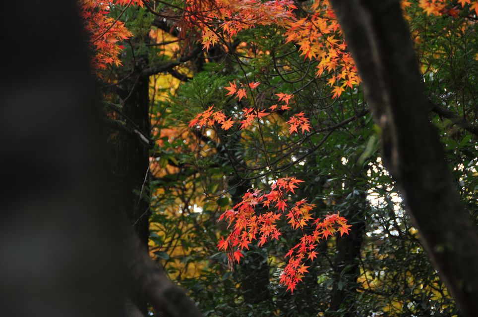 線香花火のように