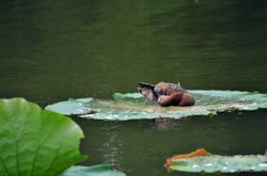 カモの行水3