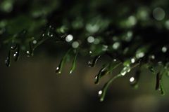 雨雫