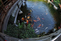 池の鯉