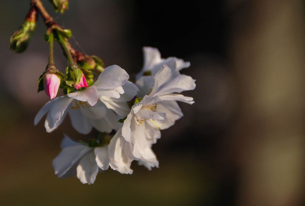 冬桜
