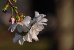 冬桜