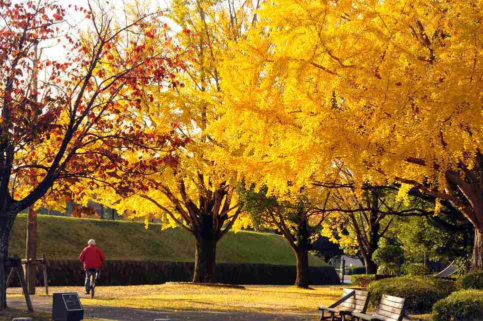 黄葉と紅葉のコラボ