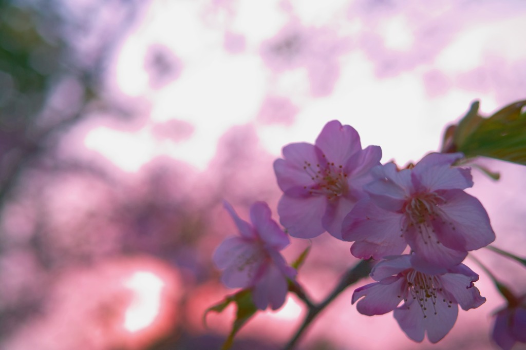 鎌倉 '14.3.12 桜⑥
