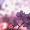 鎌倉 '14.3.12 桜⑥