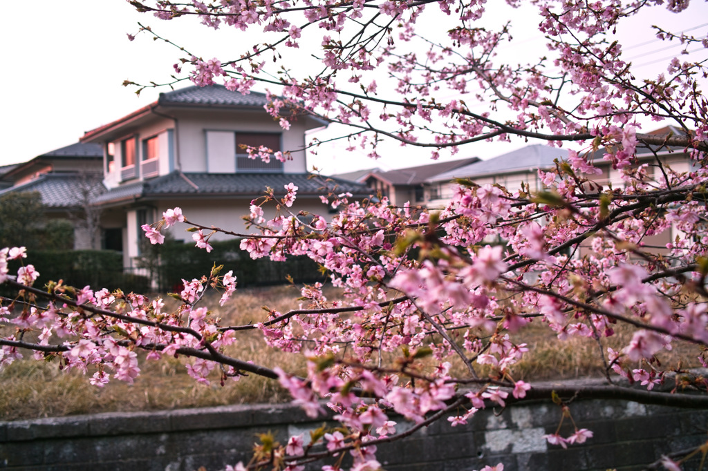 鎌倉 '14.3.12 桜①