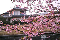 鎌倉 '14.3.12 桜①
