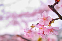 鎌倉 '14.3.12 桜②