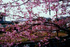 鎌倉 '14.3.12 桜⑦