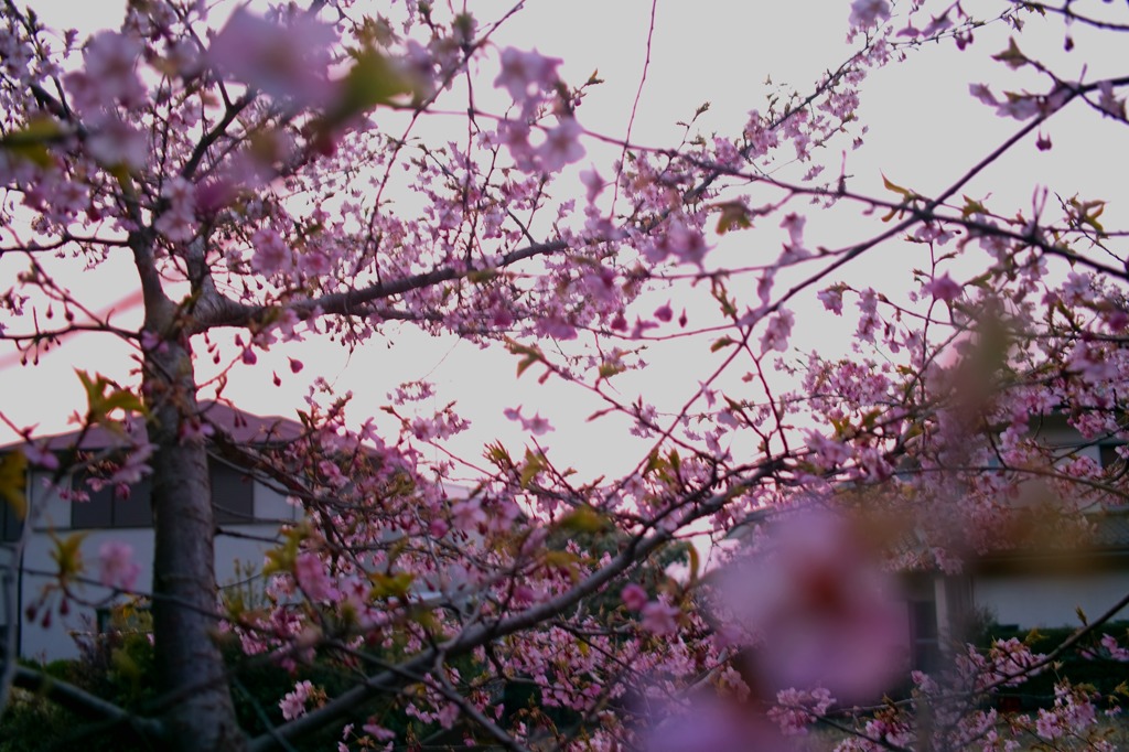 鎌倉 '14.3.12 桜④