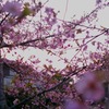 鎌倉 '14.3.12 桜④