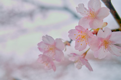 鎌倉 '14.3.12 桜③