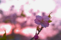 鎌倉 '14.3.12 桜⑤