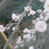 枝垂れ桜②