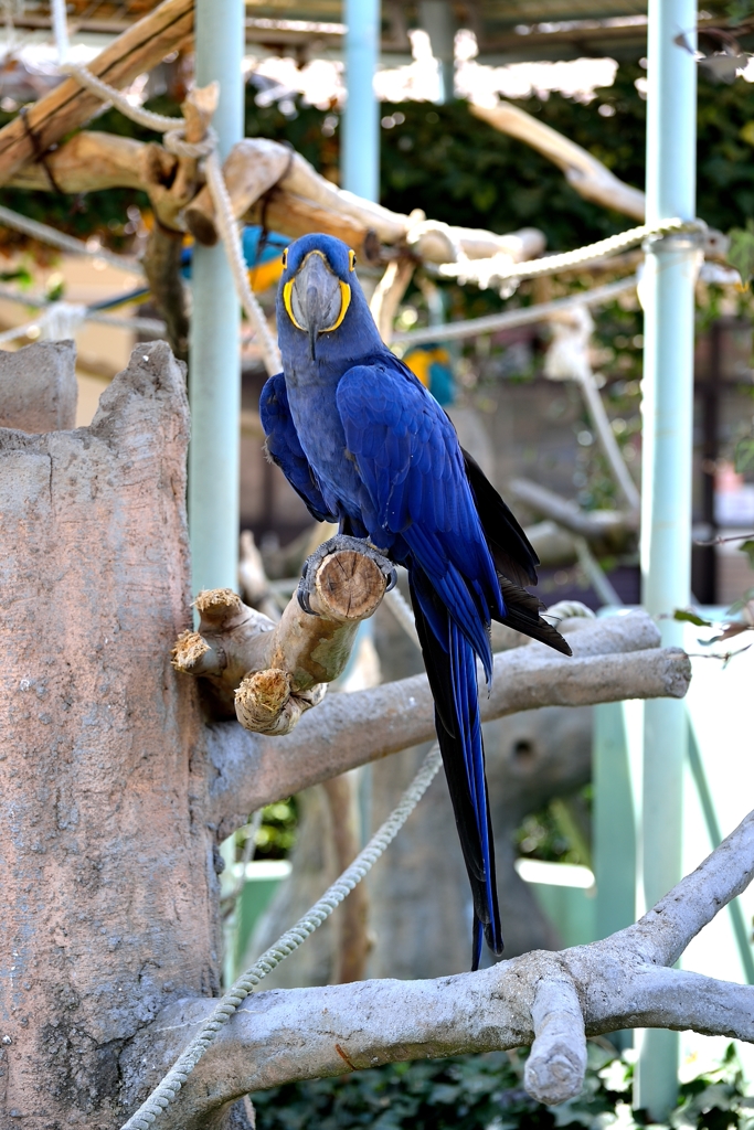 スミレコンゴウインコ