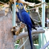 スミレコンゴウインコ