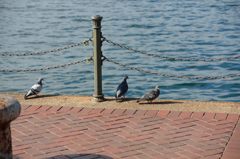 海辺のハト