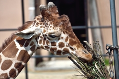 安佐動物園のキリン