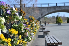 備北丘陵公園　春