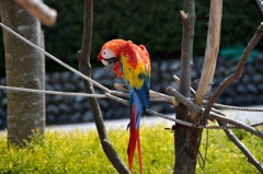 コンゴウインコ