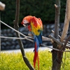 コンゴウインコ