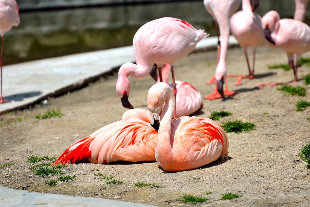 安佐動物園のフラミンゴ