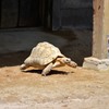 リクガメ