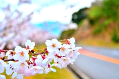 野呂山の桜