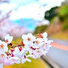 野呂山の桜