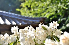 福成寺のしゃくなげ