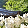 福成寺のしゃくなげ