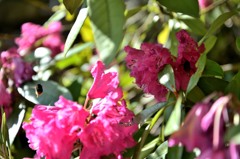 シャクナゲと蜂