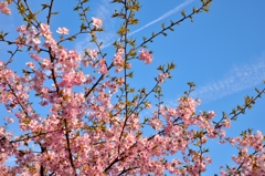 しだれ桜と飛行機雲