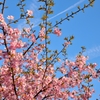 しだれ桜と飛行機雲