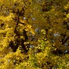 艮神社１２月の黄葉