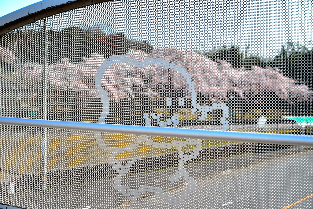 安佐動物園　通路と桜