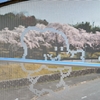 安佐動物園　通路と桜